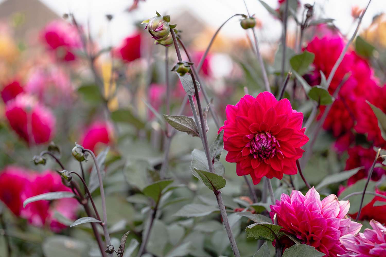 Dahlia 'Engelhardts Matador'